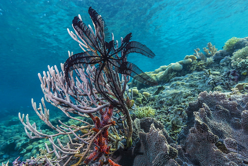 Hard and soft corals and crinoid underwater on Sebayur Island, Komodo Island National Park, Indonesia, Southeast Asia, Asia