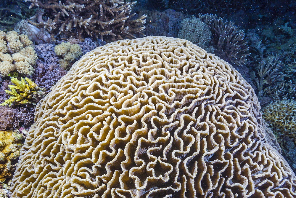 Brain coral at night on Sebayur Island, Komodo Island National Park, Indonesia, Southeast Asia, Asia