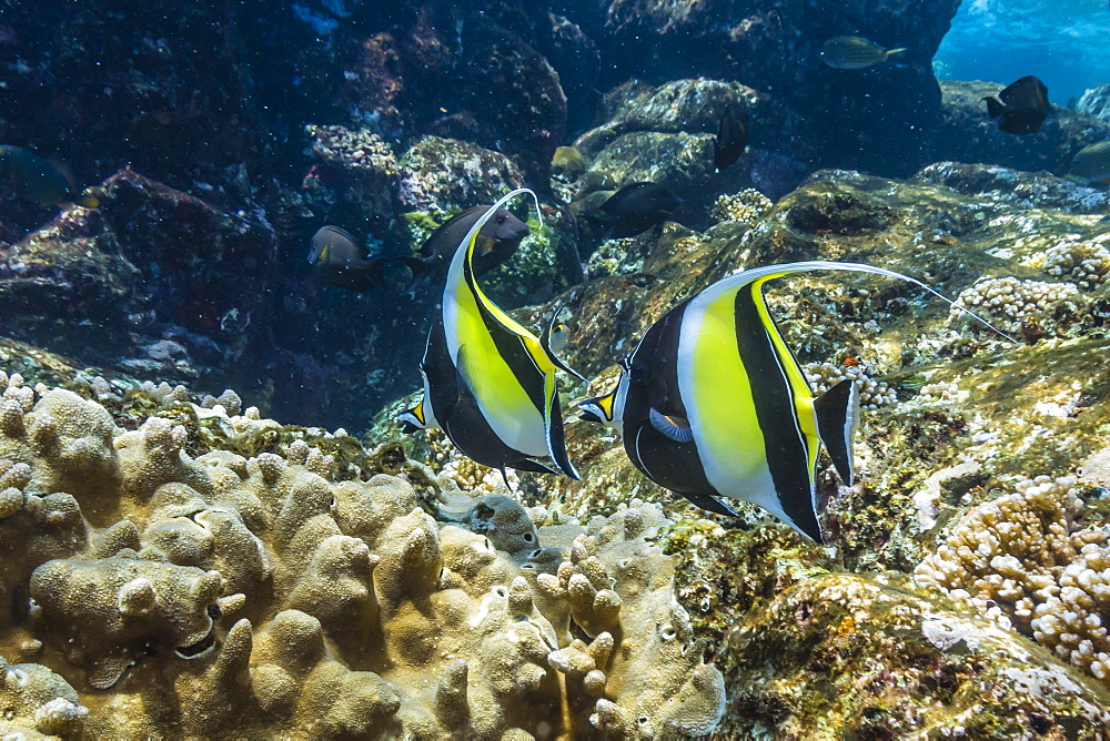 Adult Moorish idols (Zanclus cornutus), Batu Bolong Island, Komodo Island National Park, Indonesia, Southeast Asia, Asia