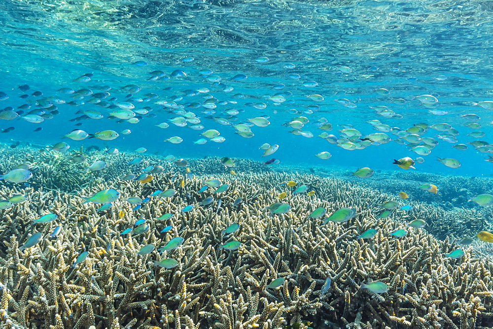 Hard and soft corals and reef fish underwater on Sebayur Island, Komodo Island National Park, Indonesia, Southeast Asia, Asia