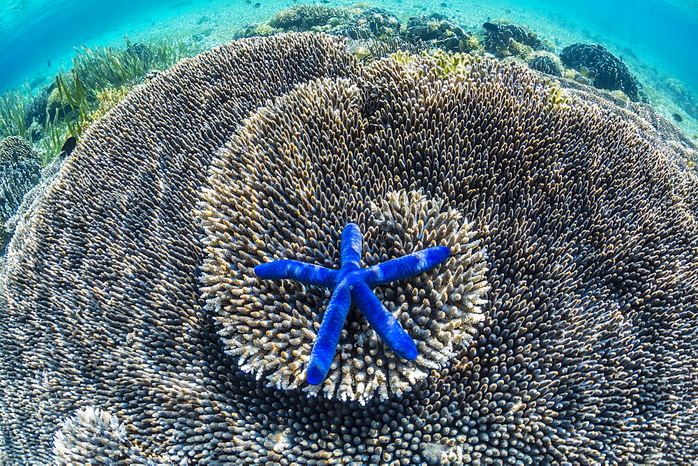 Hard and soft corals and sea star underwater on Sebayur Island, Komodo Island National Park, Indonesia, Southeast Asia, Asia