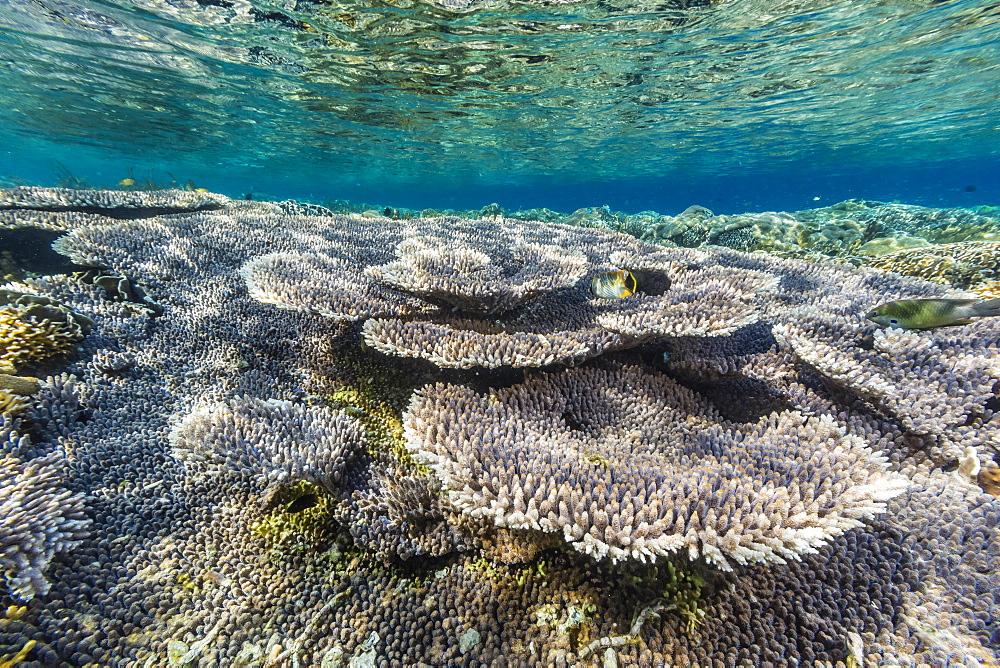 Hard and soft corals and reef fish underwater on Sebayur Island, Komodo Island National Park, Indonesia, Southeast Asia, Asia