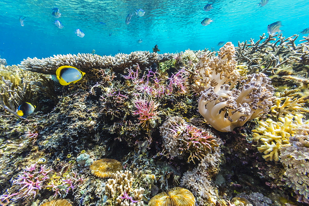 Hard and soft corals and reef fish underwater on Sebayur Island, Komodo Island National Park, Indonesia, Southeast Asia, Asia