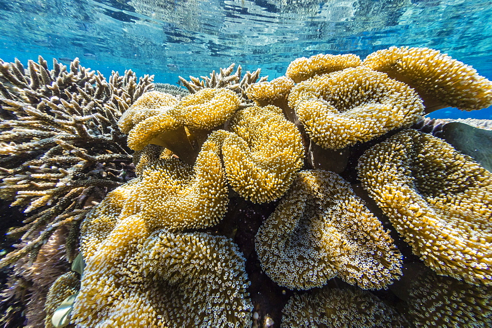 Hard and soft corals and reef fish underwater on Sebayur Island, Komodo Island National Park, Indonesia, Southeast Asia, Asia