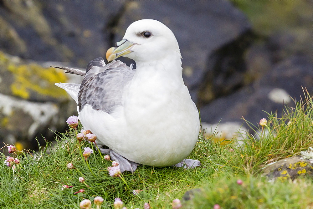 Northern fulmars (Fulmarus glacialis) at Sumburgh Head, Mainland Island, Shetland Isles, Scotland, United Kingdom, Europe