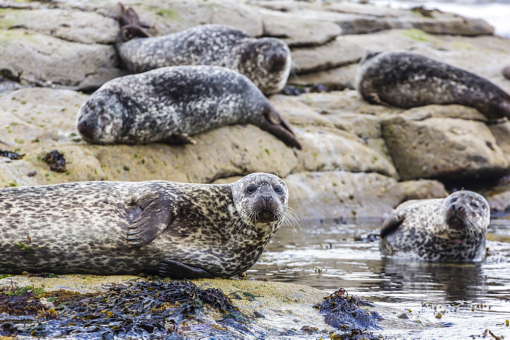 Gray seals (grey seals) (Halichoerus grypus) hauled out on the shoreline on Mainland Island, Shetland Isles, Scotland, United Kingdom, Europe