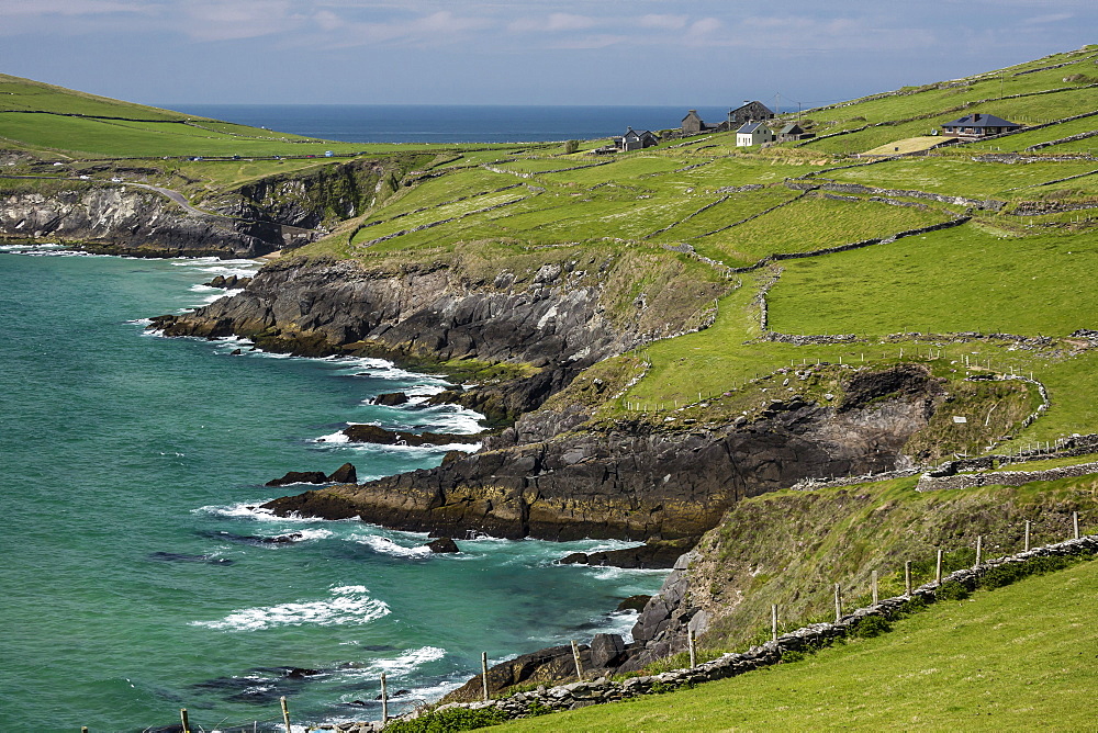 Sheep fences and rock walls along the Dingle Peninsula, County Kerry, Munster, Republic of Ireland, Europe