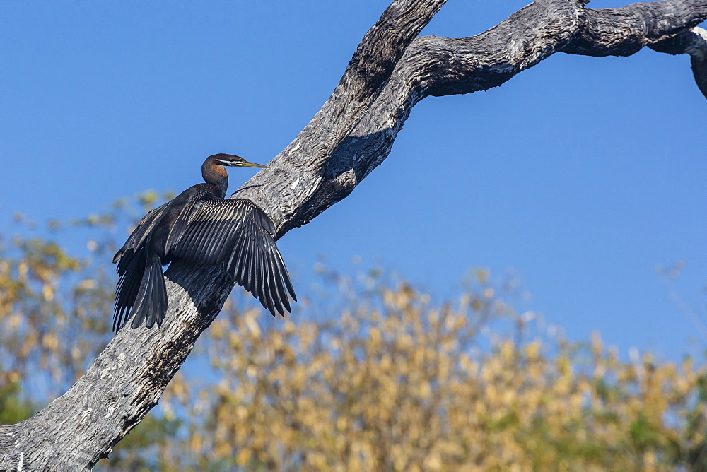 An Australian darter (Anhinga novaehollandiae) on the Ord River, Kimberley, Western Australia, Australia, Pacific