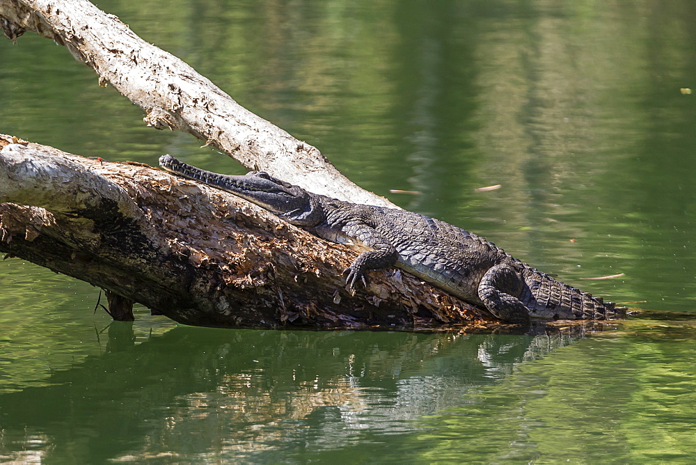 Wild freshwater crocodile (Crocodylus johnsoni) (Crocodylus johnstoni), Ord River, Kimberley, Western Australia, Australia, Pacific