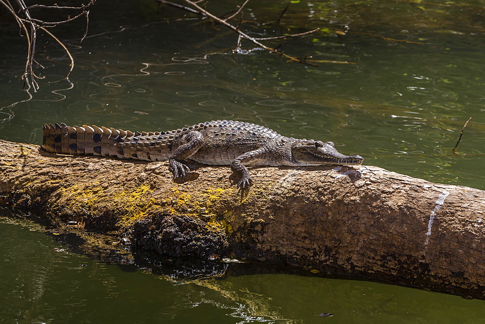 Wild freshwater crocodile (Crocodylus johnsoni) (Crocodylus johnstoni), Ord River, Kimberley, Western Australia, Australia, Pacific