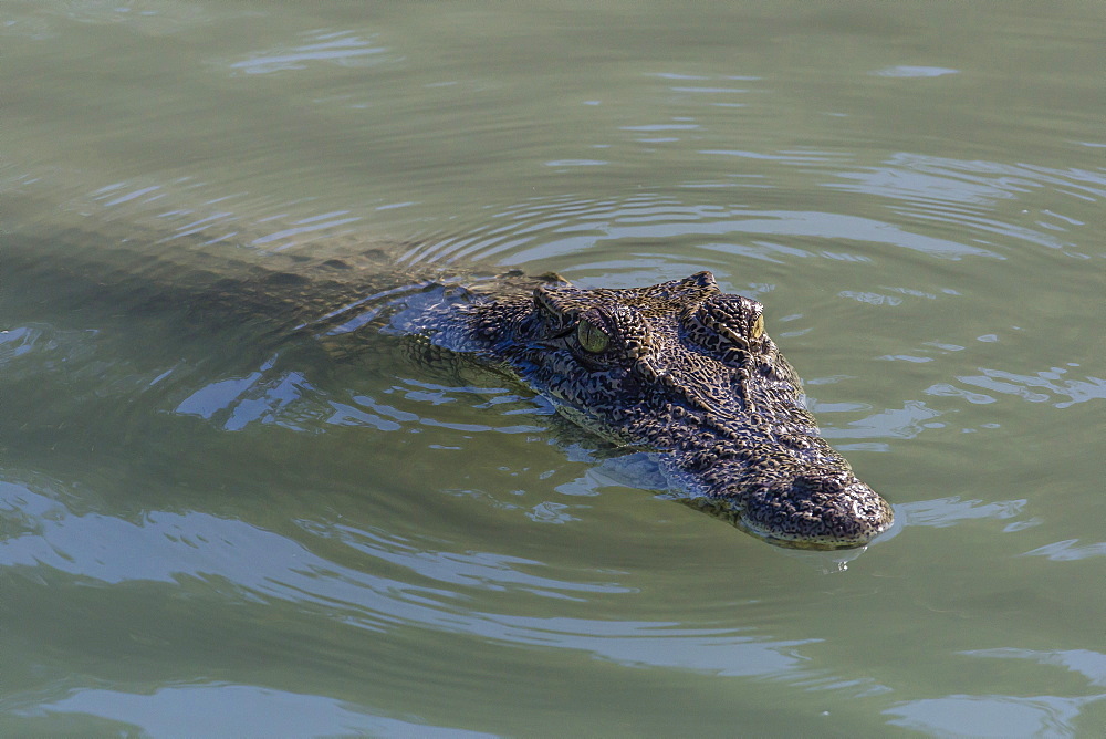 An adult wild saltwater crocodile (Crocodylus porosus) in the Hunter River in Mitchell River National Park, Kimberley, Western Australia, Australia, Pacific