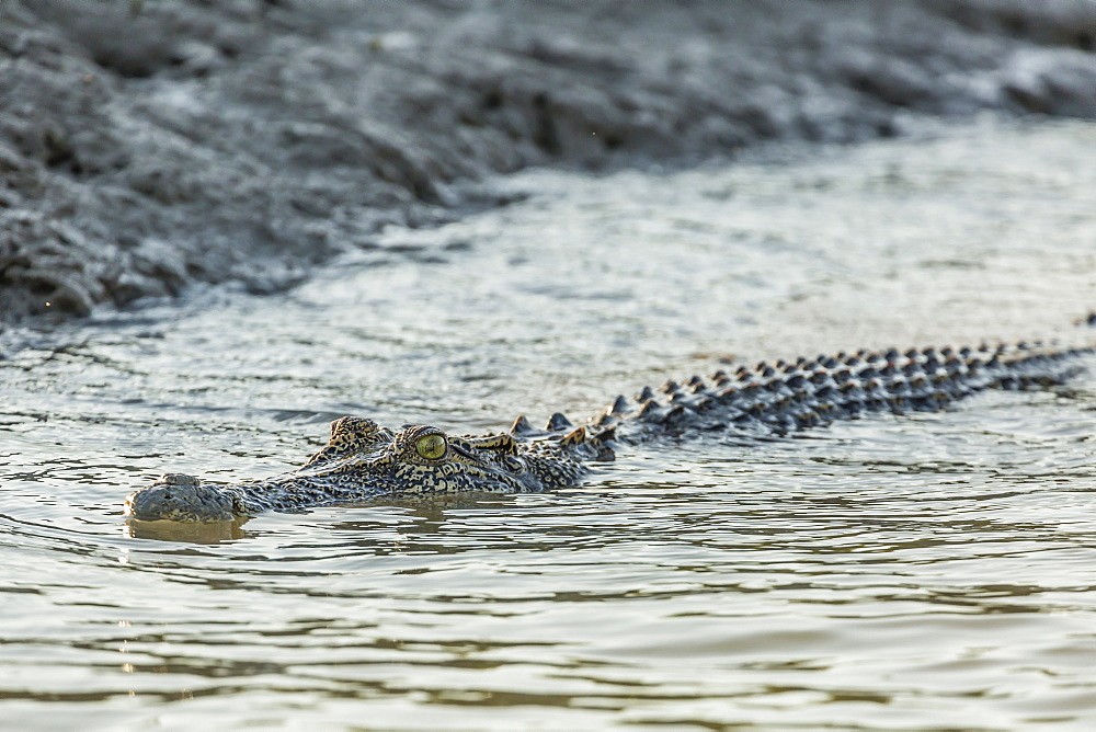 An adult wild saltwater crocodile (Crocodylus porosus) in the Hunter River in Mitchell River National Park, Kimberley, Western Australia, Australia, Pacific