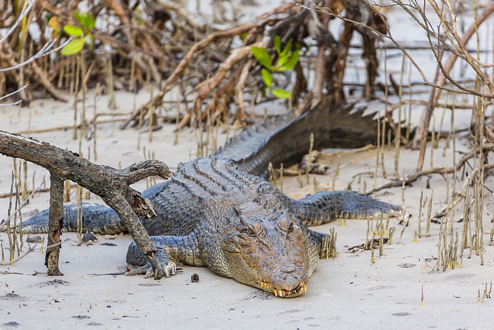 An adult wild saltwater crocodile (Crocodylus porosus), note the missing left front leg, King George River, Kimberley, Western Australia, Australia, Pacific