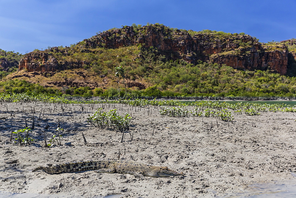 An adult wild saltwater crocodile (Crocodylus porosus) on the banks of the Hunter River in Mitchell River National Park, Kimberley, Western Australia, Australia, Pacific