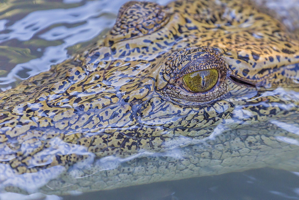 Wild saltwater crocodile (Crocodylus porosus) head detail in porous creek on the Hunter River, Mitchell River National Park, Kimberley, Western Australia, Australia, Pacific