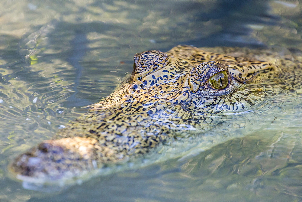 Wild saltwater crocodile (Crocodylus porosus) head detail in porous creek on the Hunter River, Mitchell River National Park, Kimberley, Western Australia, Australia, Pacific