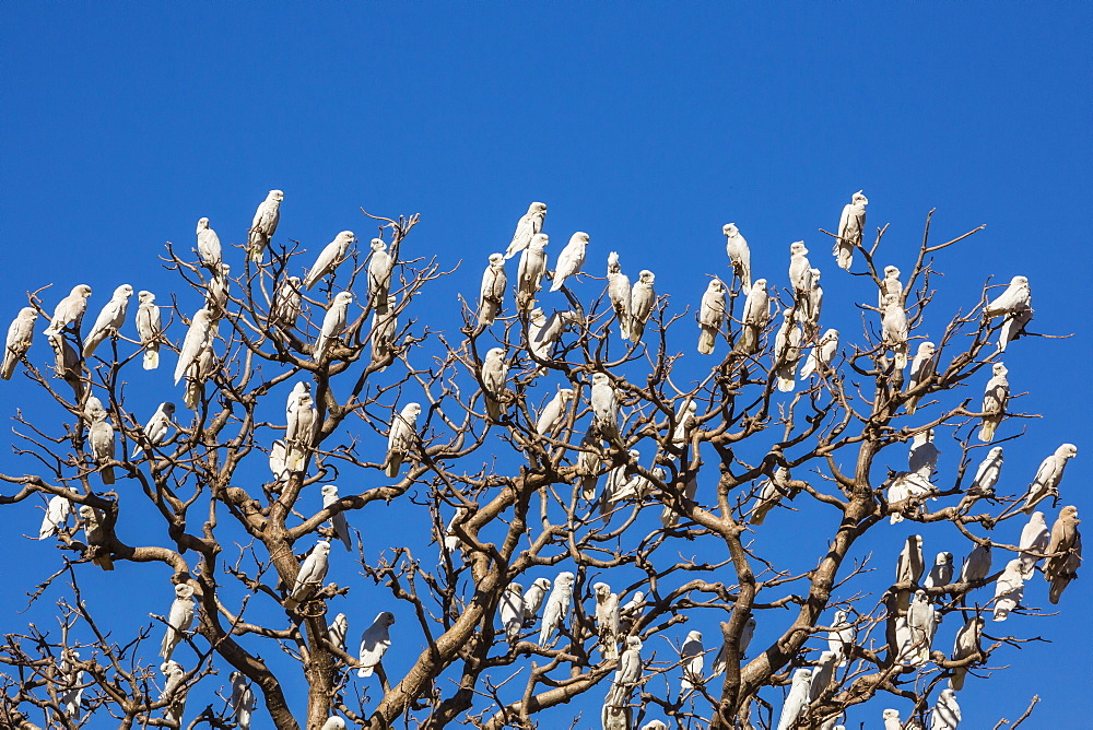 Adult little corellas (Cacatua sanguinea) in boab tree in Wyndham, Kimberley, Western Australia, Australia, Pacific