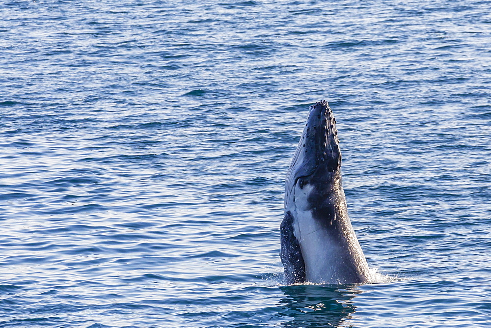 Humpback whale (Megaptera novaeangliae) calf breaching in Yampi Sound, Kimberley, Western Australia, Australia, Pacific