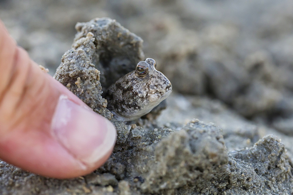 An adult mudskipper, subfamily Oxudercinae, in mud burrow on the mud flats of Vansittart Bay, Kimberley, Western Australia, Australia, Pacific