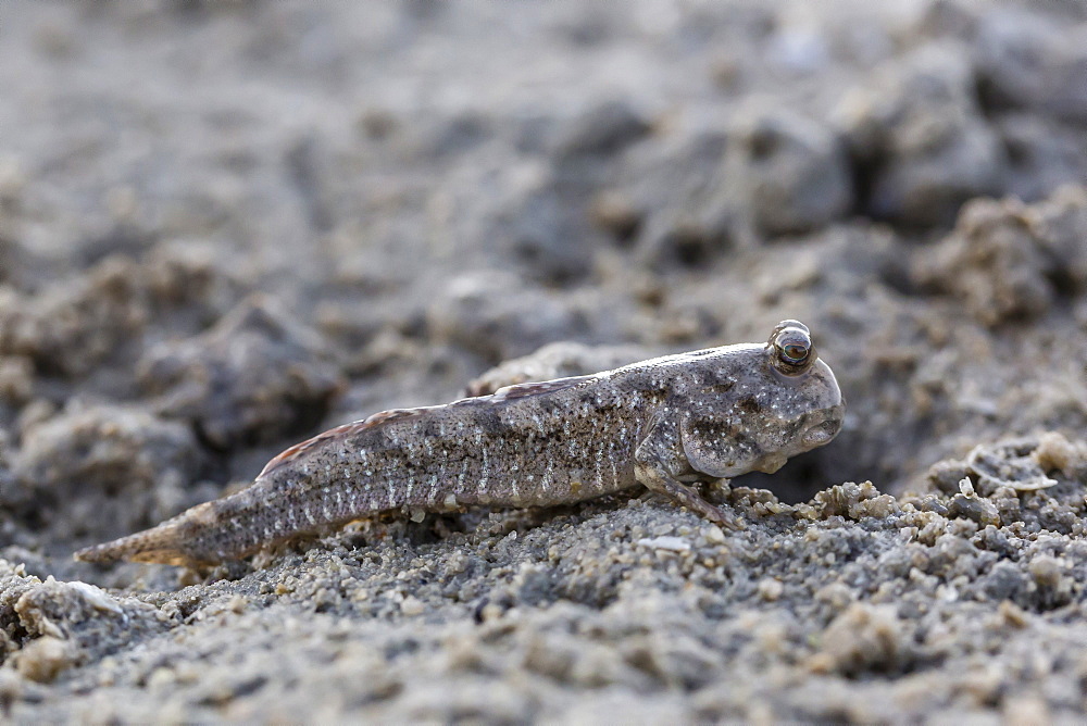 An adult mudskipper, subfamily Oxudercinae, on the mud flats of Vansittart Bay, Kimberley, Western Australia, Australia, Pacific