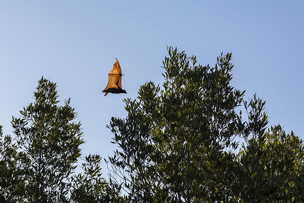 Black flying fox (Pteropus alecto) in flight on the Hunter River, Kimberley, Western Australia, Australia, Pacific