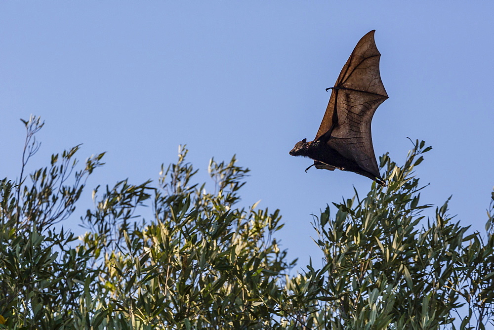 Black flying fox (Pteropus alecto) in flight on the Hunter River, Kimberley, Western Australia, Australia, Pacific