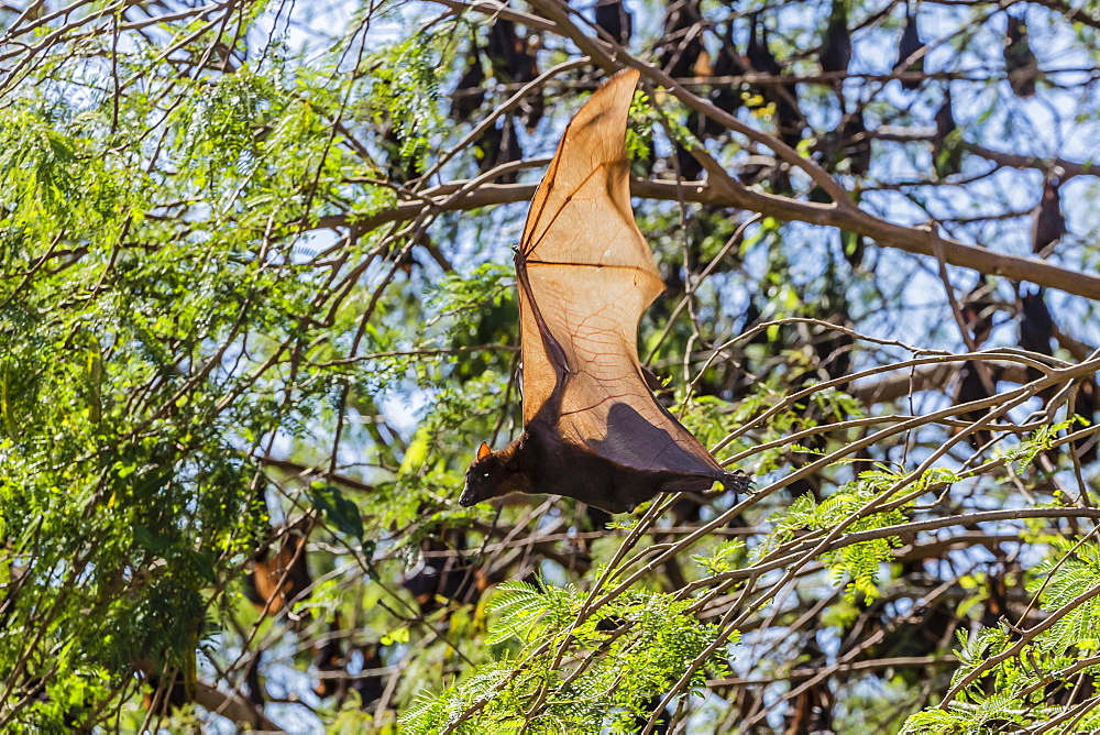 A camp of little red flying foxes (Pteropus scapulatus) in the Ord River, Kimberley, Western Australia, Australia, Pacific