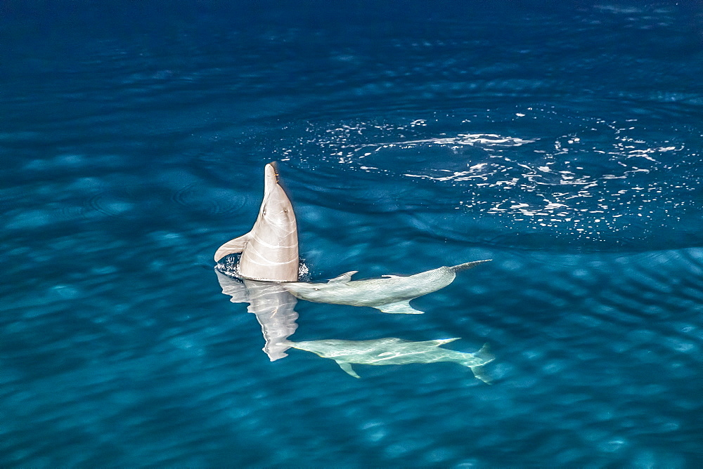 Indo-Pacific bottlenose dolphin (Tursiops aduncus) socializing and feeding at night in Yampi Bay, Kimberley, Western Australia, Australia, Pacific