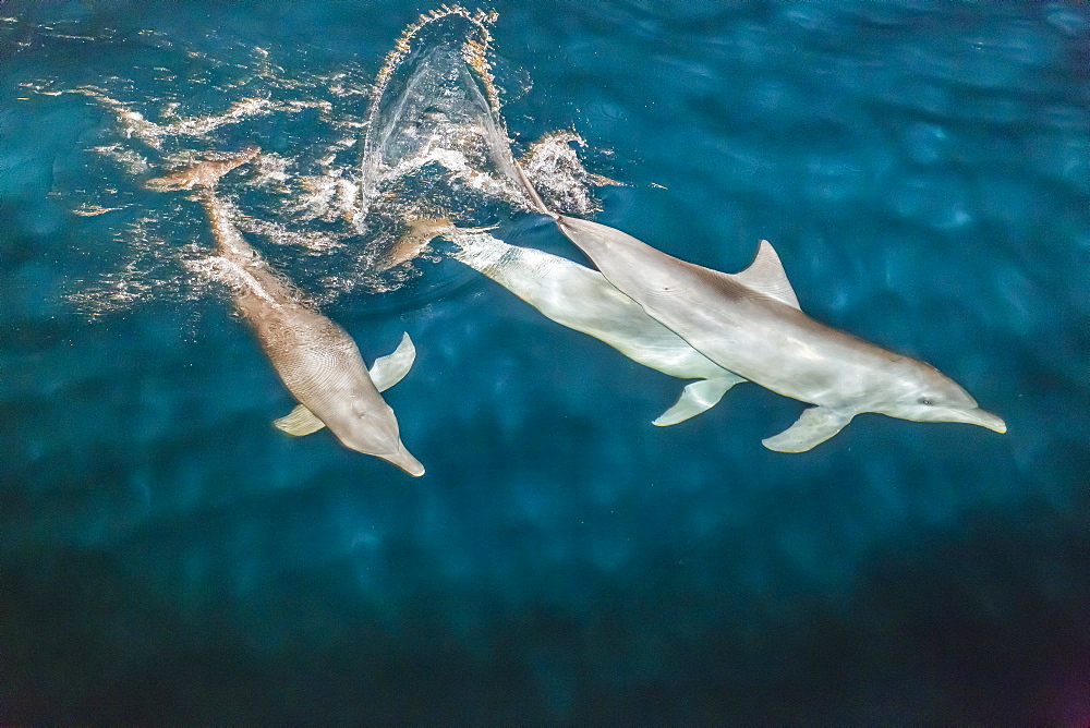 Indo-Pacific bottlenose dolphin (Tursiops aduncus) socializing and feeding at night in Yampi Bay, Kimberley, Western Australia, Australia, Pacific