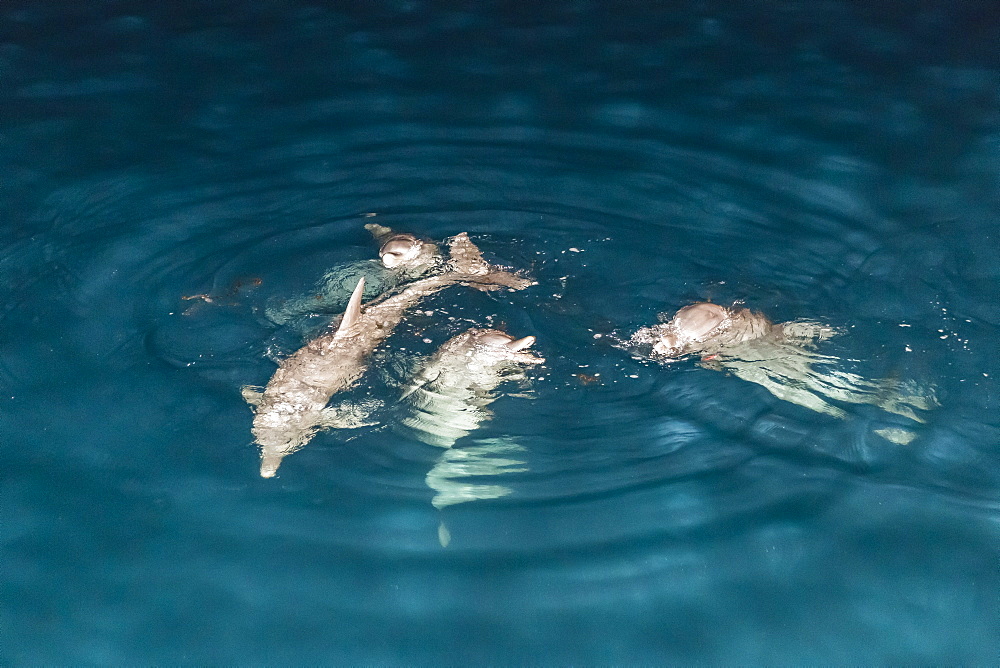 Indo-Pacific bottlenose dolphin (Tursiops aduncus) socializing and feeding at night in Yampi Bay, Kimberley, Western Australia, Australia, Pacific