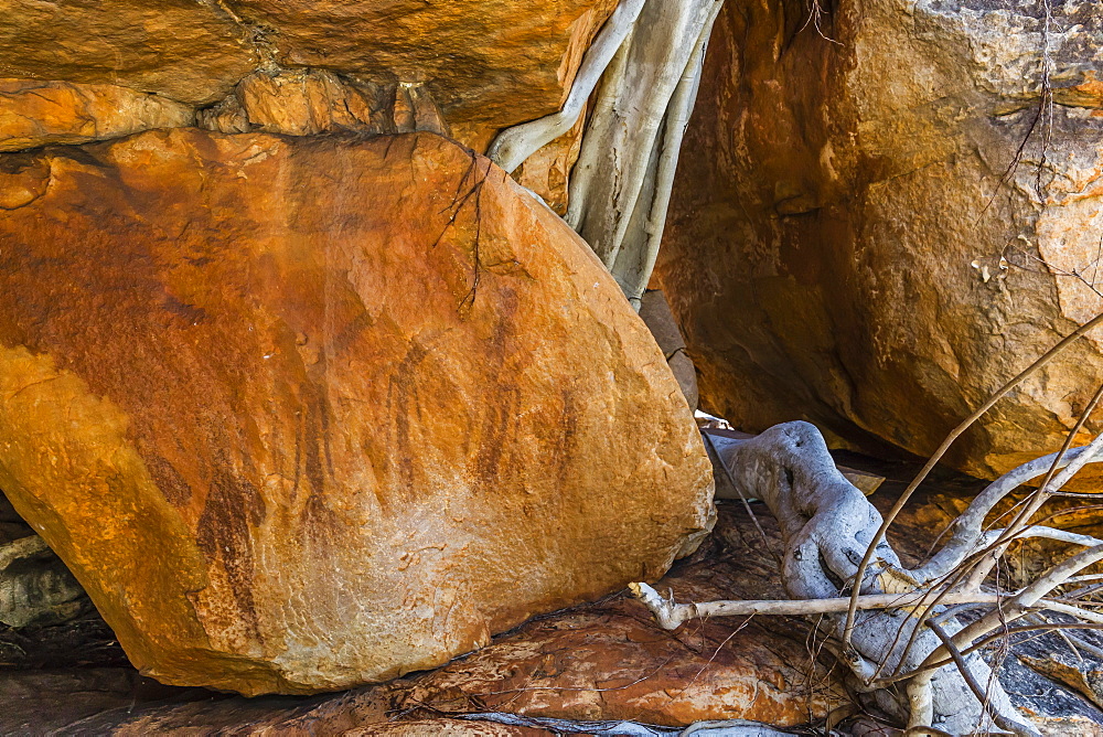 Rock art endemic to the Kimberley, called Gwion Gwion or Bradshaw Art, Vansittart Bay, Kimberley, Western Australia, Australia, Pacific