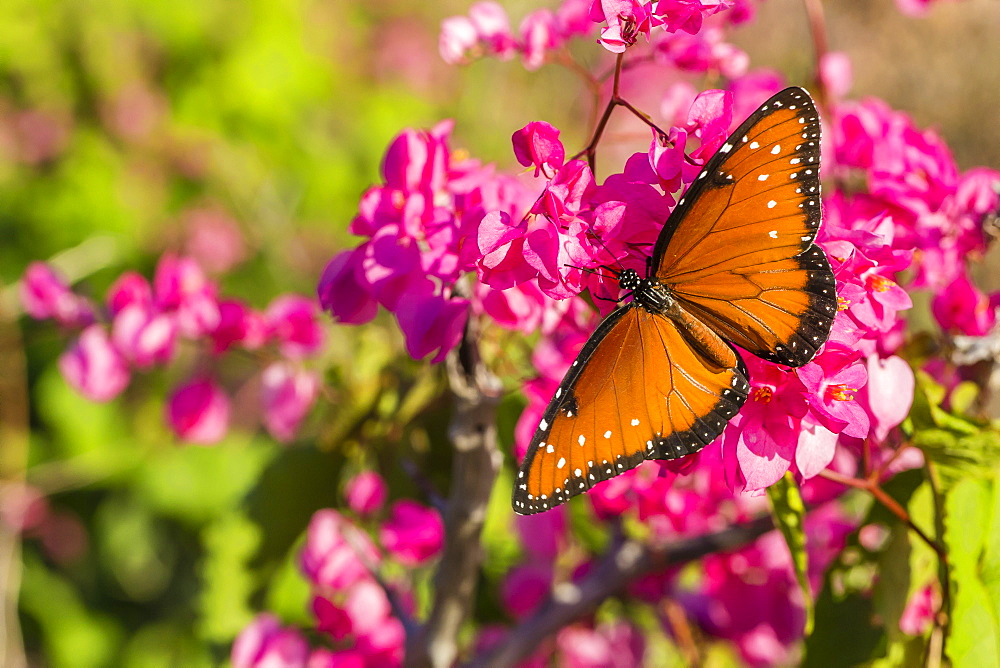 Queen butterfly (Danaus gilippus) on queen's wreath (Antigonon leptopus), Himalaya Beach, Sonora, Mexico, North America