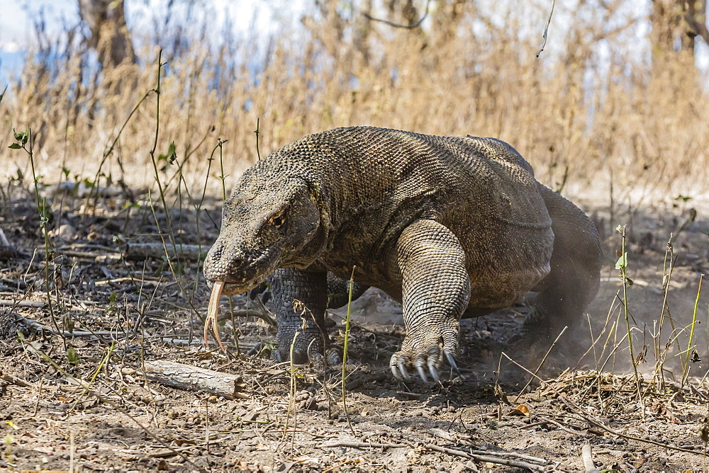 Adult Komodo dragon (Varanus komodoensis) in Komodo National Park, Komodo Island, Indonesia, Southeast Asia, Asia