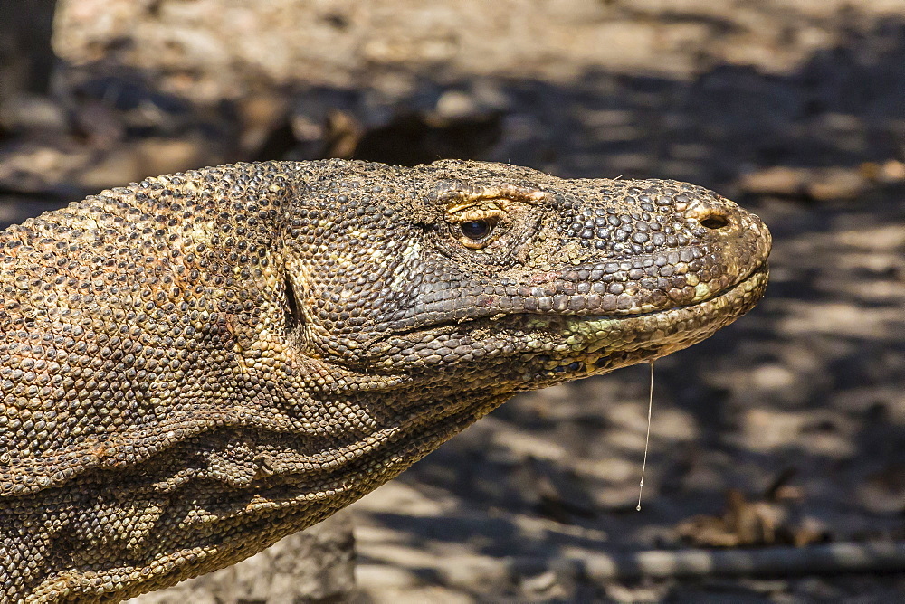 Adult Komodo dragon (Varanus komodoensis), in Komodo National Park, Komodo Island, Indonesia, Southeast Asia, Asia