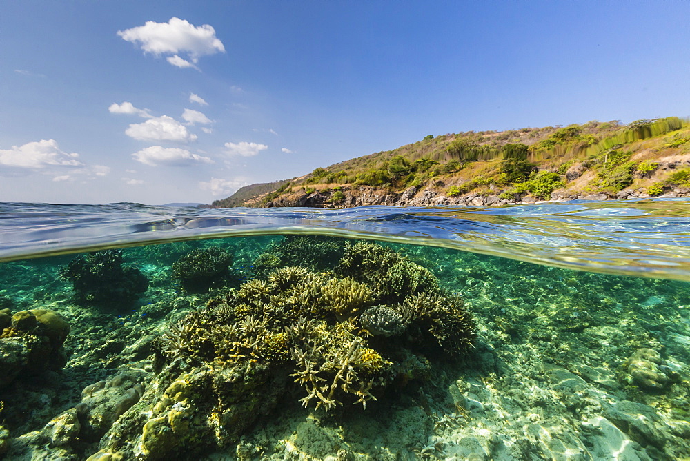 Underwater reef system of the Marine Reserve on Moya Island, Nusa Tenggara province, Indonesia, Southeast Asia, Asia