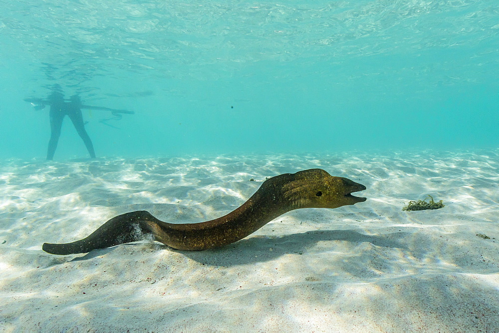 Yellowmargin moray eel (Gymnothorax flavimarginatus) underwater on pink sand beach, Komodo National Park, Komodo Island, Indonesia, Southeast Asia, Asia