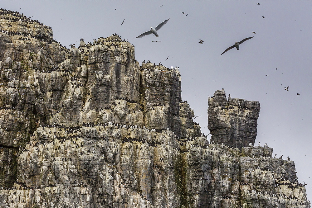 Steep cliffs filled with nesting birds on the south side of Bjornoya, Bear Island, Svalbard, Arctic, Norway, Scandinavia, Europe