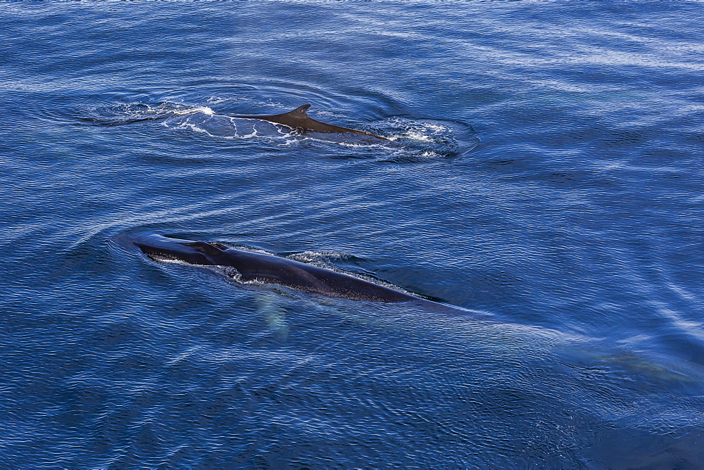 Possible cow and calf fin whale (Balaenoptera physalus) surfacing near Hornsund, Spitsbergen, Svalbard, Arctic, Norway, Scandinavia, Europe