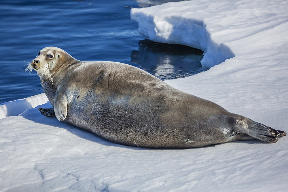 Adult bearded seal (Erignathus barbatus) hauled out on ice in Storfjorden, Svalbard, Arctic, Norway, Scandinavia, Europe