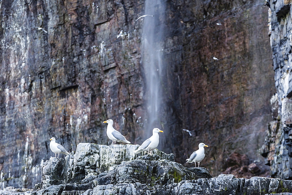 Adult glaucous gulls (Larus hyperboreus) at Bjornoya, Bear Island, Norway, Scandinavia, Europe