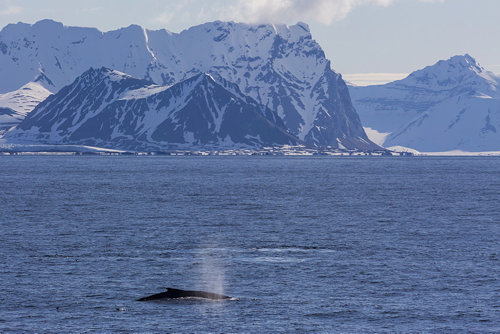 Adult humpback whale (Megaptera novaeangliae) feeding off the west coast of Spitsbergen, Svalbard, Arctic, Norway, Scandinavia, Europe