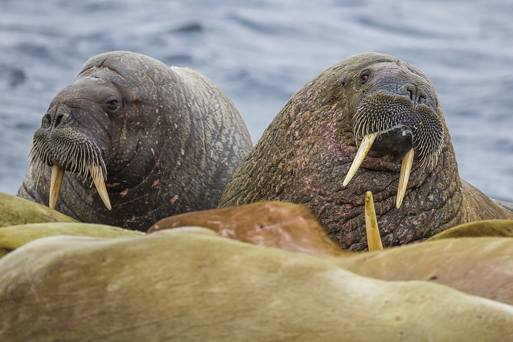 Adult bull Atlantic walrus (Odobenus rosmarus rosmarus) on the beach in Torellneset, Nordauslandet, Svalbard, Arctic, Norway, Scandinavia, Europe