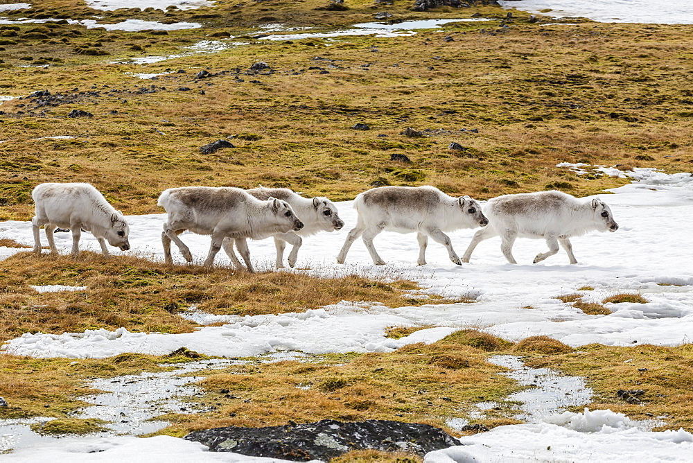 Svalbard reindeer (Rangifer tarandus) grazing on the tundra in Varsolbukta, Bellsund, Spitsbergen, Arctic, Norway, Scandinavia, Europe