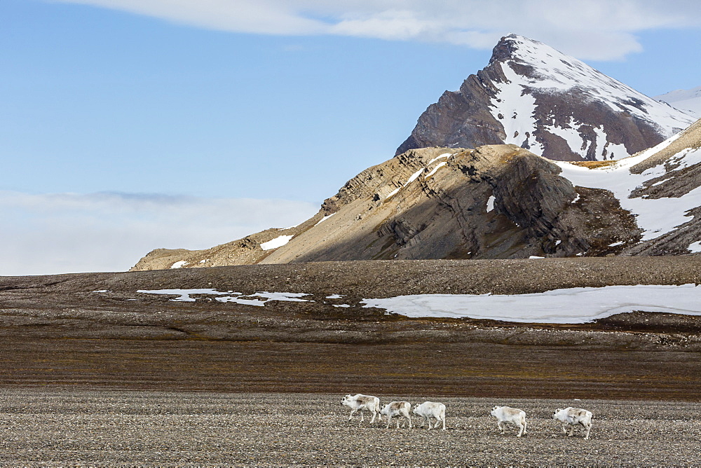 Svalbard reindeer (Rangifer tarandus) grazing on the tundra in Varsolbukta, Bellsund, Spitsbergen, Arctic, Norway, Scandinavia, Europe