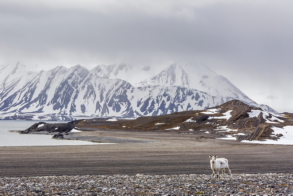 Svalbard reindeer (Rangifer tarandus) on the tundra in Varsolbukta, Bellsund, Spitsbergen, Arctic, Norway, Scandinavia, Europe