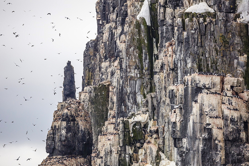 Adult Brunnich's guillemots (Uria lomvia) in flight at Alkefjelet, Cape Fanshawe, Spitsbergen, Svalbard, Arctic, Norway, Scandinavia, Europe