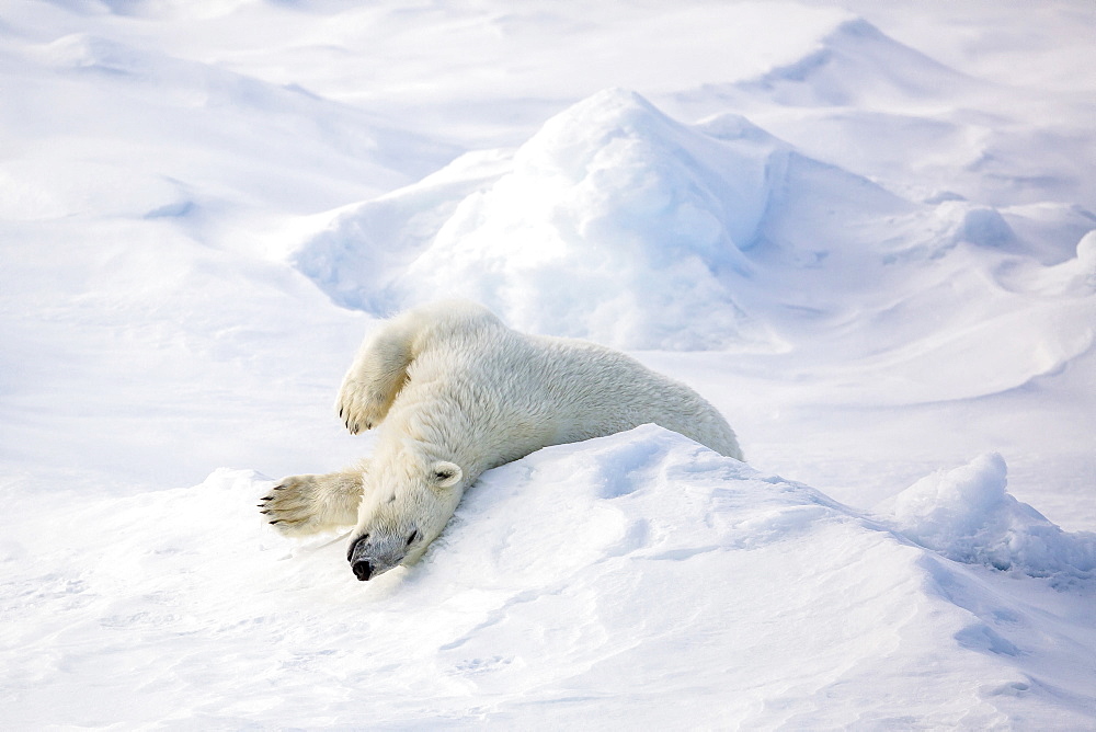 Adult polar bear (Ursus maritimus) stretching on first year sea ice in Olga Strait, near Edgeoya, Svalbard, Arctic, Norway, Scandinavia, Europe