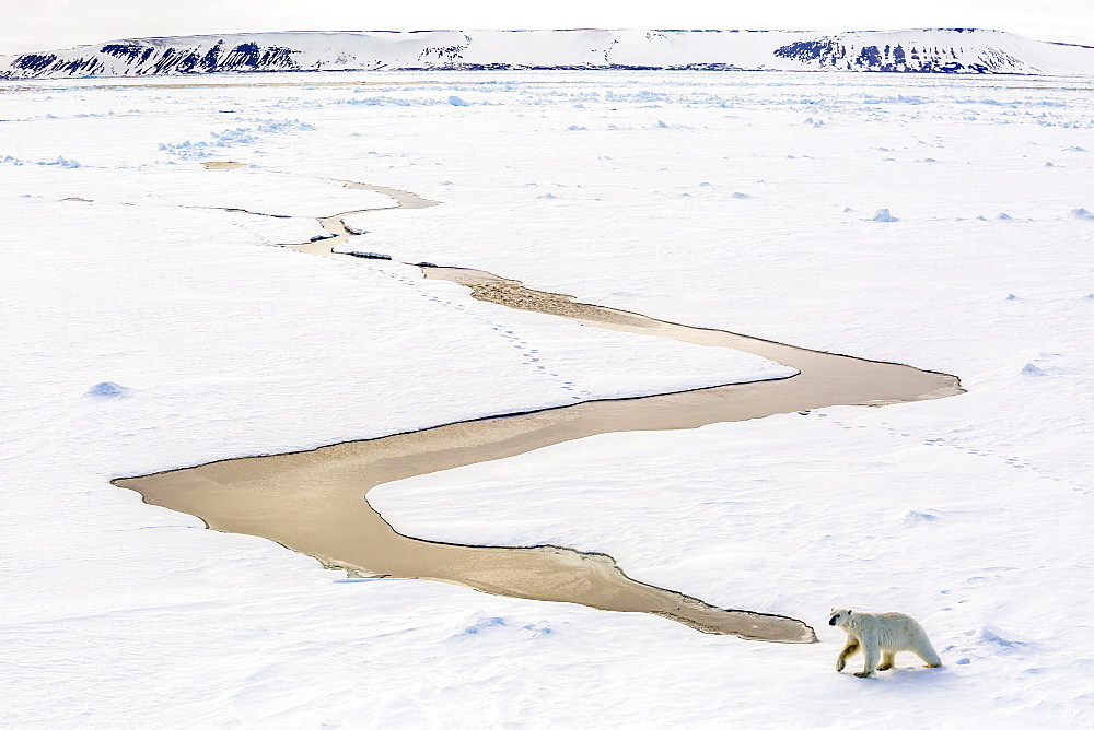 Adult polar bear (Ursus maritimus) on first year sea ice in Olga Strait, near Edgeoya, Svalbard, Arctic, Norway, Scandinavia, Europe