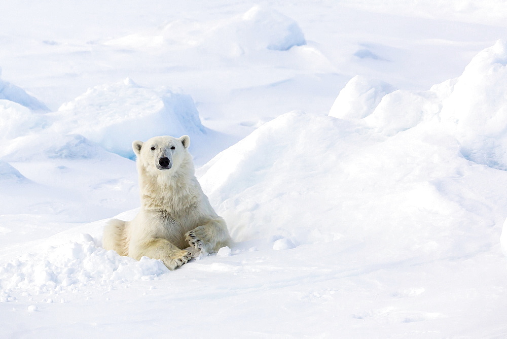 Adult polar bear (Ursus maritimus) in day bed on first year sea ice in Olga Strait, near Edgeoya, Svalbard, Arctic, Norway, Scandinavia, Europe