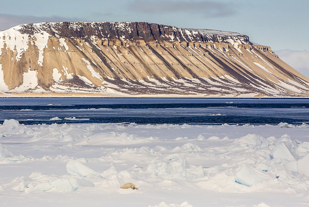 Adult polar bear (Ursus maritimus) on first year sea ice in Olga Strait, near Edgeoya, Svalbard, Arctic, Norway, Scandinavia, Europe